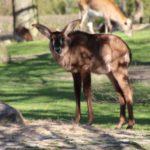 Pferdeantilope