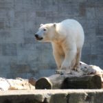 Eisbär Fiete