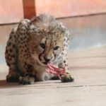 junger Gepard