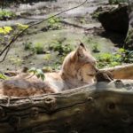 europäischer Luchs