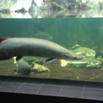 Arapaima