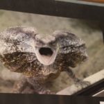 Fotoausstellung des Ausfluges nach Polen