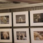 Ausstellung Jungtierfotos