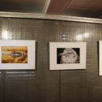 Ausstellung Jungtierfotos