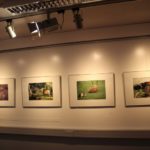 Ausstellung Jungtierfotos