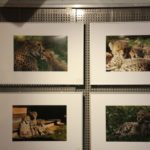 Ausstellung Jungtierfotos