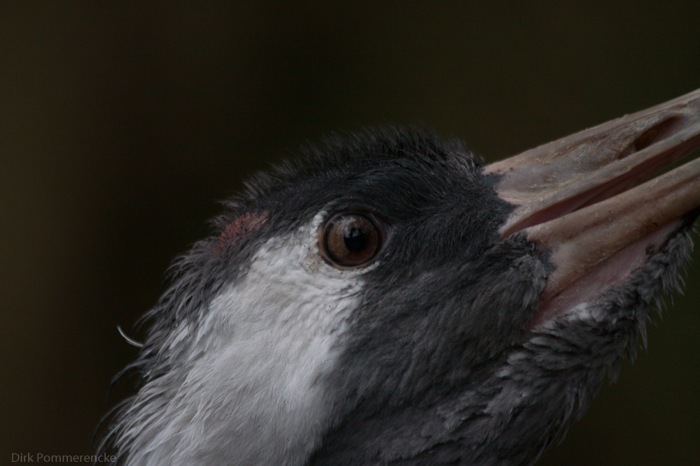 Kranich (Grus grus)