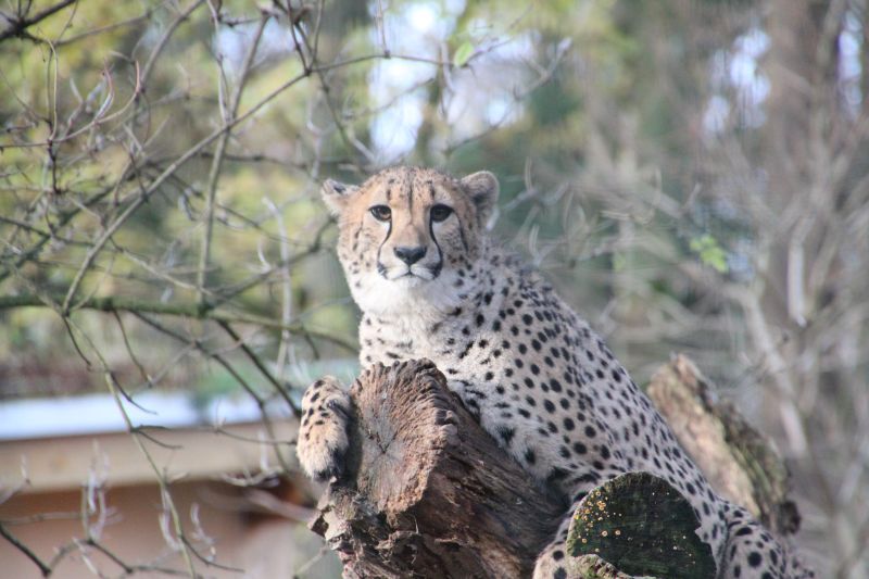 Gepard