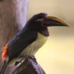 Weihnachtsfeier Rostocker Zooverein