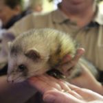 Weihnachtsfeier Rostocker Zooverein