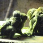 Nachwuchs bei den Zwergseidenäffchen