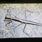 Vortrag: Schrecklich-schönes Madagaskar