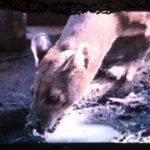 Vortrag: Schrecklich-schönes Madagaskar