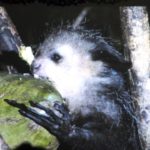 Vortrag: Schrecklich-schönes Madagaskar