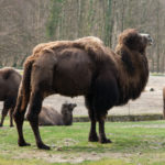 Trampeltierhengst