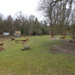 Moorantilopen