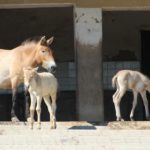 Przewalski-Pferde Zoo Prag