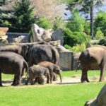 Indische Elefanten Zoo Prag