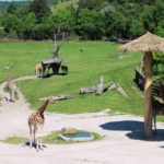 Afrikasavanne Zoo Prag