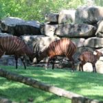 Meinungsverschiedenheiten bei den Bongoantilopen Zoo Prag