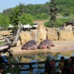 Flußpferdfamilie Zoo Prag