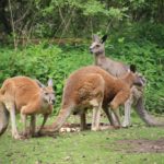 Rote Riesenkängurus (Zoo Pilsen)