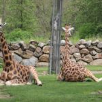 Kein Spiegelbild sondern 2 Giraffen (Zoo Pilsen)