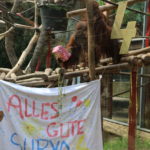 Orang Utan Surya hat Geburtstag