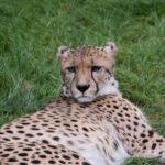 Gepard - Rostocker Zooverein