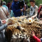 Auf Tuchfühlung mit Fell und Schädel vom Jaguar