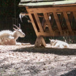 Schneeziegen mit Jungtier