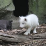 spielende Polarfuchswelpen