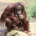 Orang-Utan Mama Hsiao Ning mit ihrem Baby im Darwineum