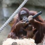Orang-Utan Mama Hsiao Ning mit ihrem Baby