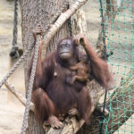 Orang-Utan Mama Hsiao Ning mit ihrem Baby im Darwineum