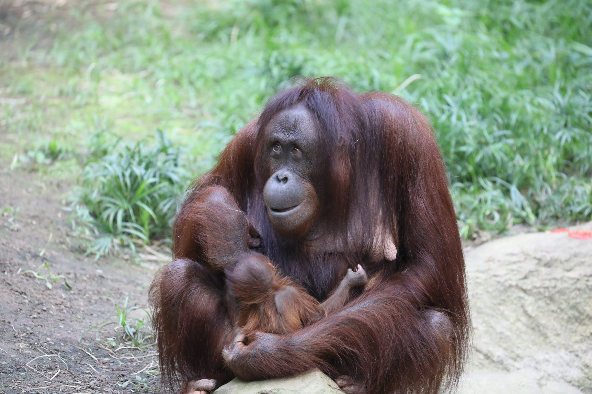 Darwineum Orang Utan Baby