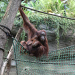 Orang-Utan-Baby und Mutter Hsiao-Ning