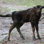 Wisentkalb