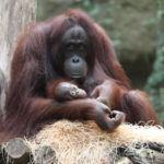 Orang-Utan-Baby und Mutter Hsiao-Ning