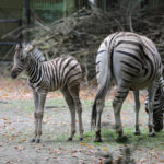Zebrafohlen