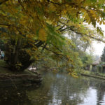 dendrologische Führung 2018