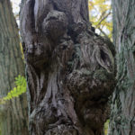 dendrologische Führung 2018