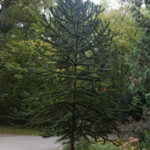 dendrologische Führung 2018