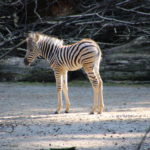 Zebrafohlen