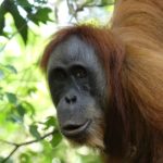 Sumatra Orang-Utan (Foto: Tobias Pollmer)