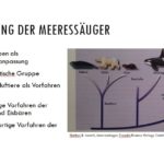 Ursprung der Meeressäuger - Vortrag Meeressäuger im Rostocker Zooverein