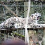Schneeleopard Barid - Sonntagsführung