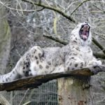 Schneeleopard Barid - Sonntagsführung