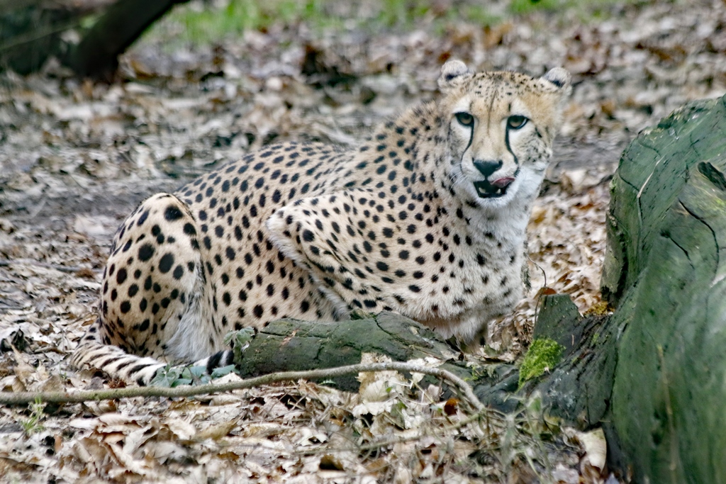Weiblicher Gepard - Sonntagsführung