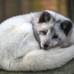 Sonntagsführung - Polarfuchs